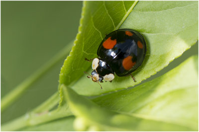 veelkleurig Aziatisch Lieveheersbeestje - Harmonia axyridis