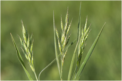 zachte Dravik - Bromus hordeaceus
