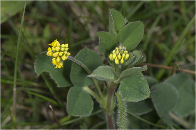 Hopklaver - Medicago lupulina