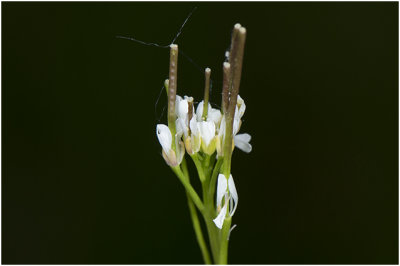 kleine Veldkers - Cardamine hirsuta