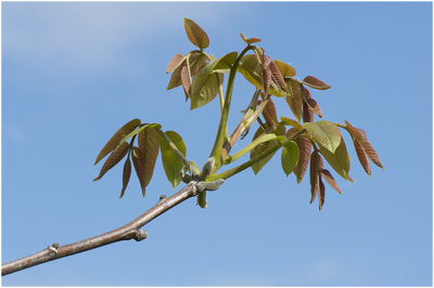 jonge walnoten- of okkernotenboom - Juglans regia