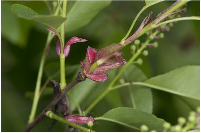 Amerikaanse Vogelkers - Prunus serotina