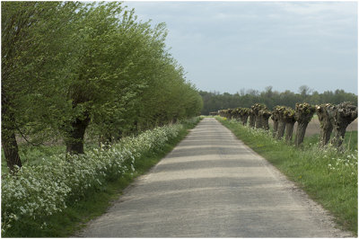 Cultuurlandschap met Knotwilgen