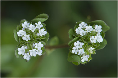 Veldsla - Valerianella locusta