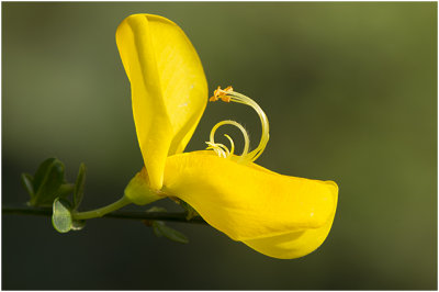 Brem - Cytisus scoparius