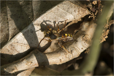 gewone Wespbij - Nomada flava