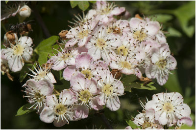 Sleedoorn bloesem - Prunus spinosa