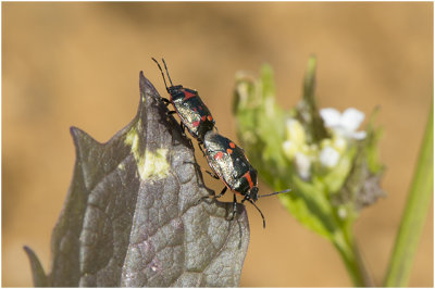 Koolwants - Eurydema oleracea