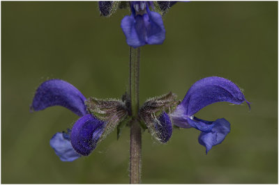 Veldsalie - Salvia pratensis 