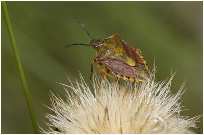 Bessenwants - Dolychoris baccarum