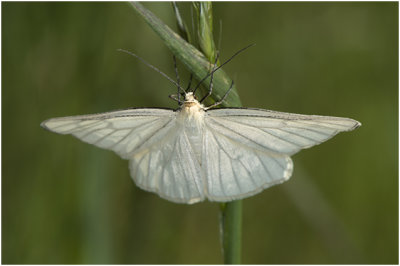 vals Witje - Siona lineata