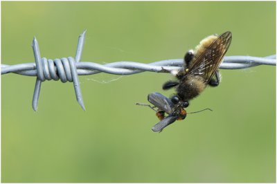 gele Hommelroofvlieg - Laphria flava