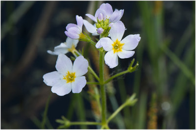 Waterviolier - Hottonia palustris