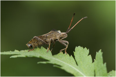 Zuringwants - Coreus marginatus