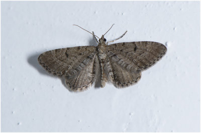 gewone Dwergspanner  - Eupithecia vulgata