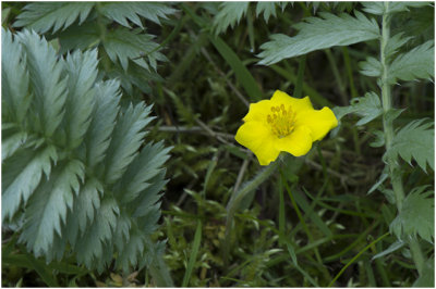 Zilverschoon - Potentilla anserina