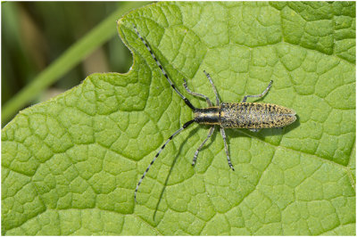 Distelboktor - Agapanthia villosoviridescens