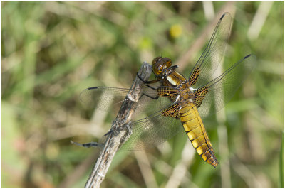 Platbuik - Libellula depressa