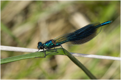 Weidebeekjuffer - Calopteryx splendens