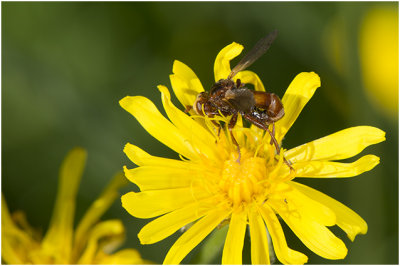 roodbruine Blaaskopvlieg - Sicus ferrugineus