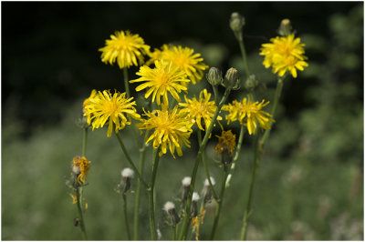 groot Streepzaad - Crepis biennis
