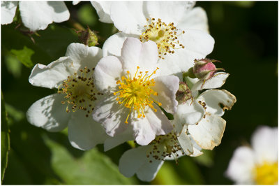 veelbloemige Roos - Rosa multiflora