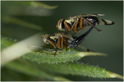 Vederdistelgalboorvlieg - Urophora. Stylata