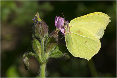 oranje Luzernevlinder - Colias croceus