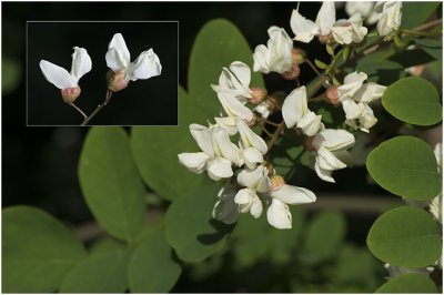 Witte acacia - Robinia pseudoacacia