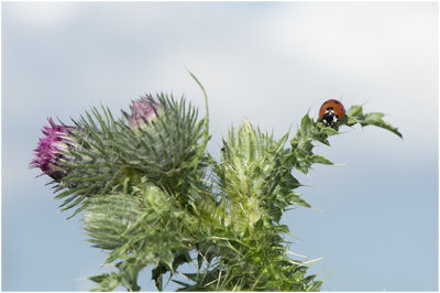 langstekelige Distel - Carduus acanthoides