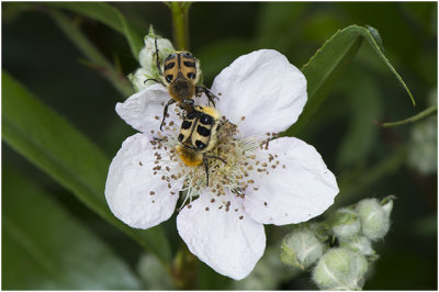 Penseelkevers - Trichius fasciatus