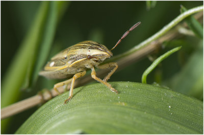 Mijterwants - Aelia acuminata
