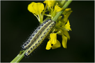 rupsen van groot Koolwitje - Pieris brassicae