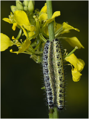 rupsen van groot Koolwitje - Pieris brassicae