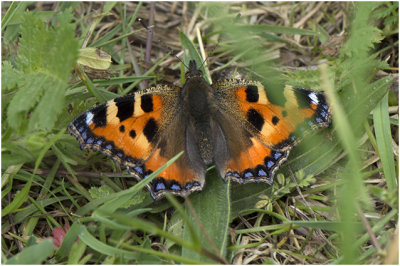 kleine Vos - Aglais urticae