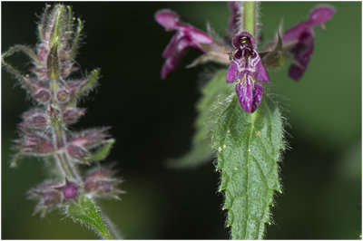 Bosandoorn - Stachys sylvatica