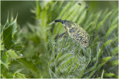 Wollige Distelsnuitkever - Larinus planus - Bud Weevil