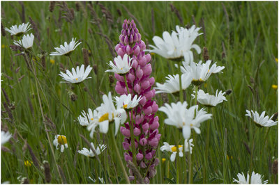 vaste Lupine - Lupinus polyphyllus