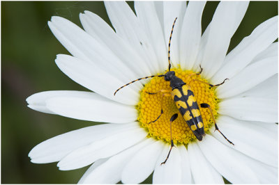 gevlekte Smalboktor - Leptura quadrifasciata
