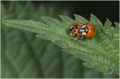veelkleurig Aziatisch Lieveheersbeestje - Harmonia axyridis