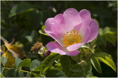 Hondsroos - Rosa canina