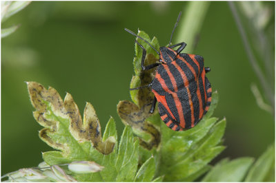 Pyjamawants - Graphosoma lineatum