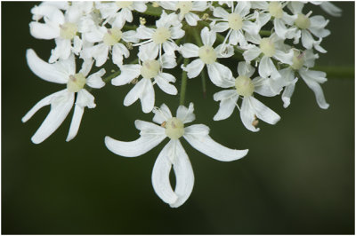 gewone Berenklauw - Heracleum sphondylium 