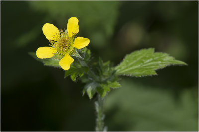 geel Nagelkruid - Geum urbanum