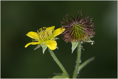 geel Nagelkruid - Geum urbanum