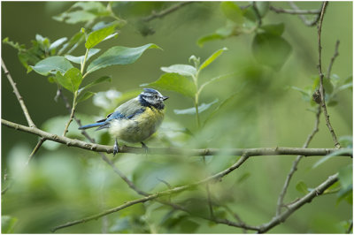 Pimpelmees - Cyanistes caeruleus