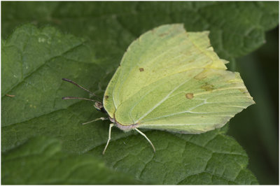 Citroenvlinder - Gonepteryx rhamni
