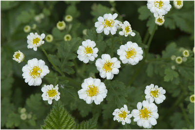 Moederkruid - Tanacetum parthenium