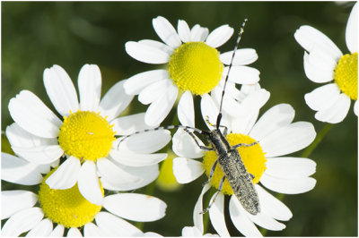 Distelboktor - Agapanthia villosoviridescens