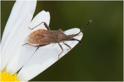 Randwantsensoort - Coriomeris denticulatus